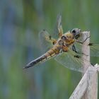 Schönheit der Natur