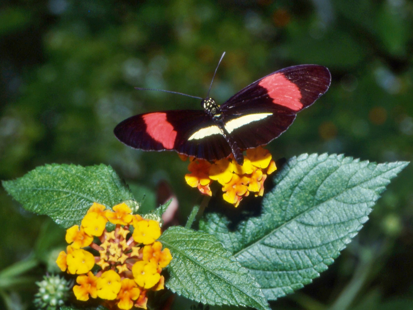 Schönheit der Natur