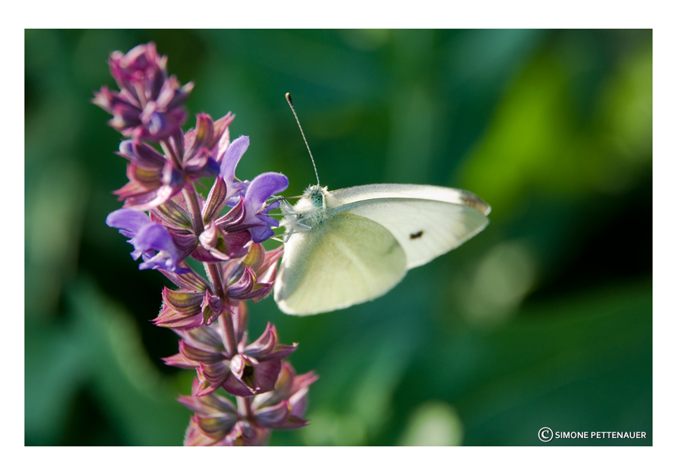 Schönheit der Natur