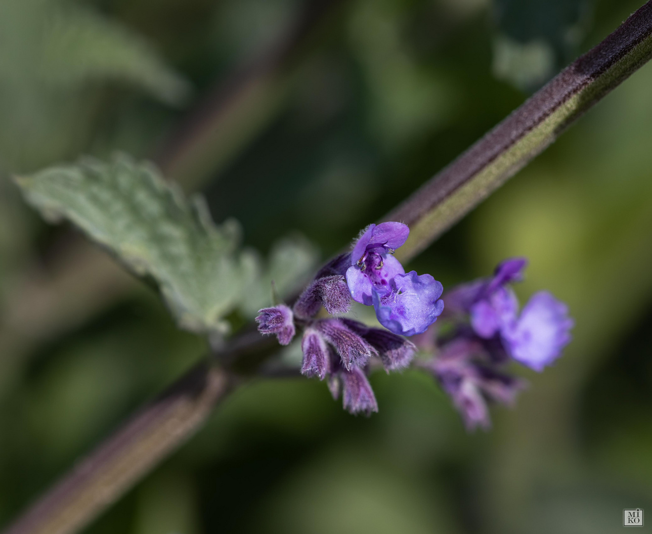 Schönheit der Natur