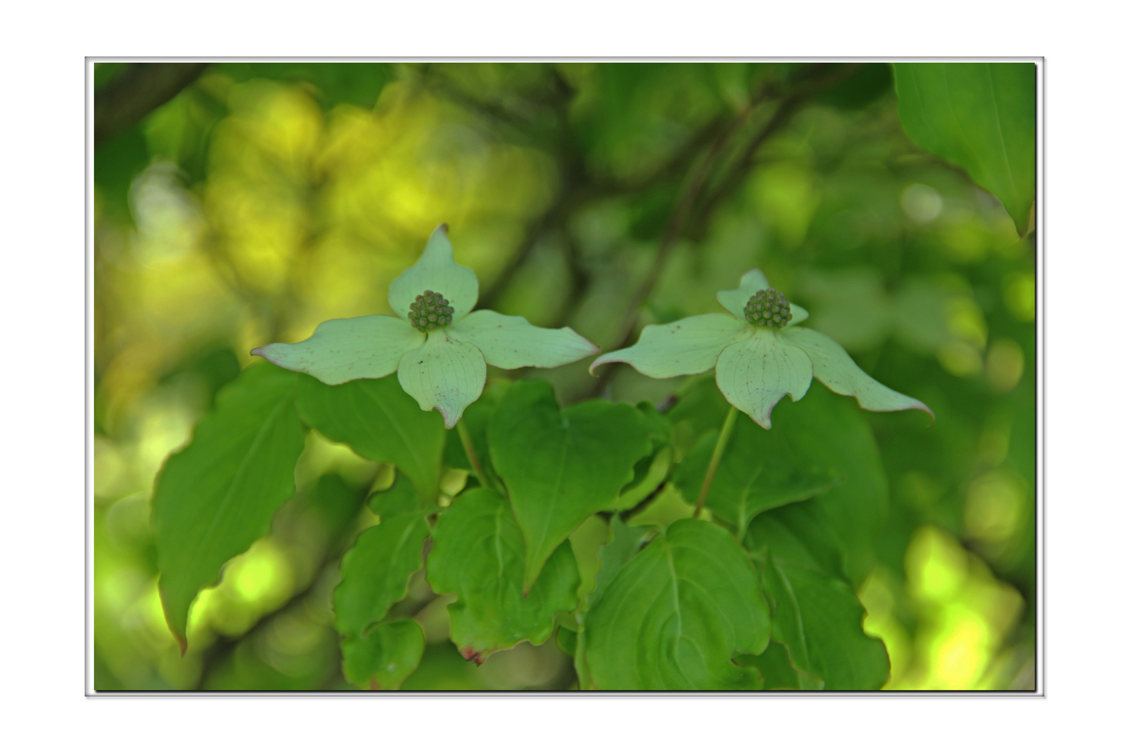 Schönheit der Natur