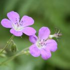 Schönheit der natur