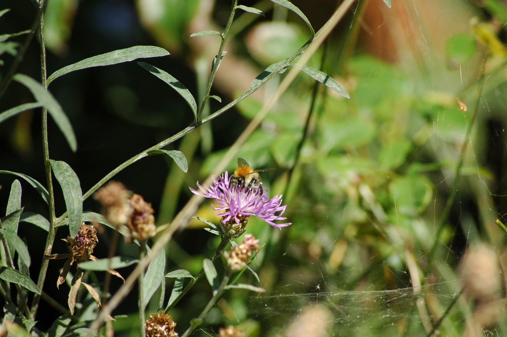 Schönheit der Natur