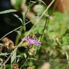 Schönheit der Natur