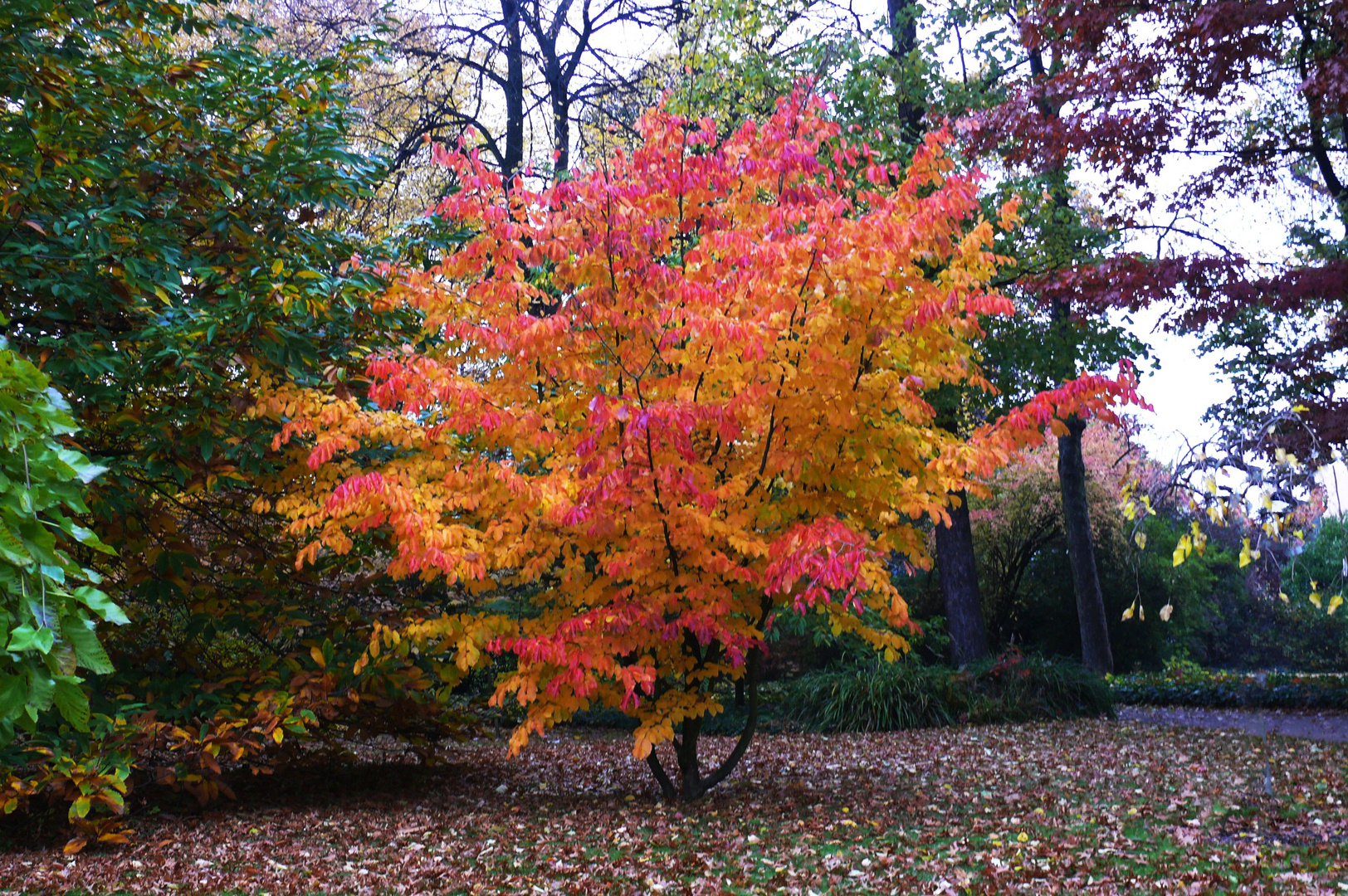 Schönheit der Natur - Herbstgesicht