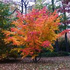 Schönheit der Natur - Herbstgesicht