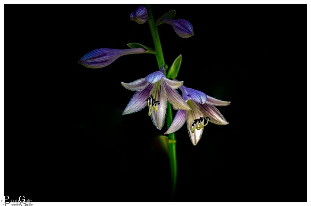 Schönheit der Natur (Hosta)