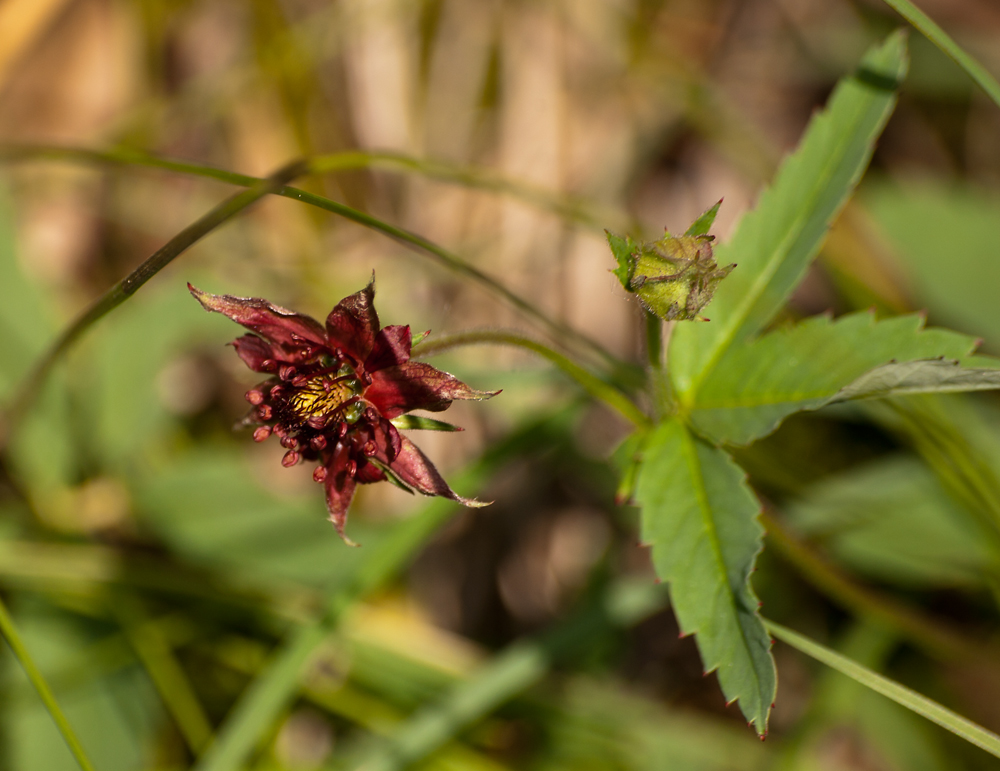 Schönheit der Natur II