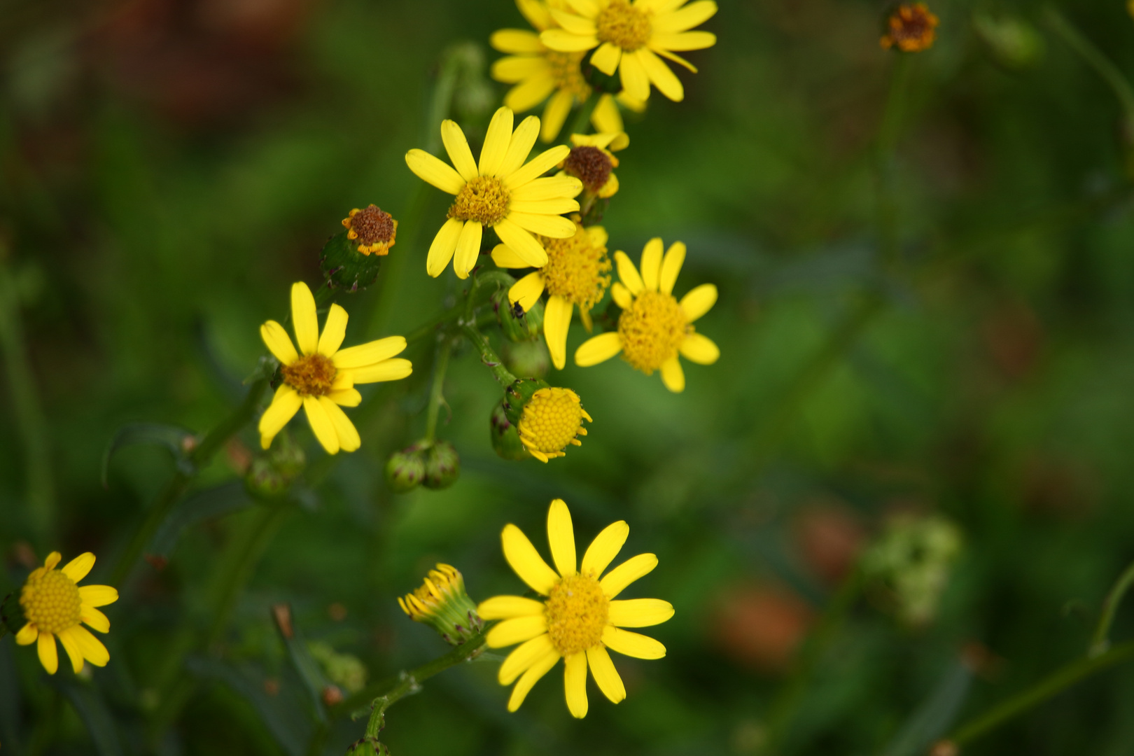 Schönheit der Natur im kleinen