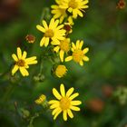 Schönheit der Natur im kleinen