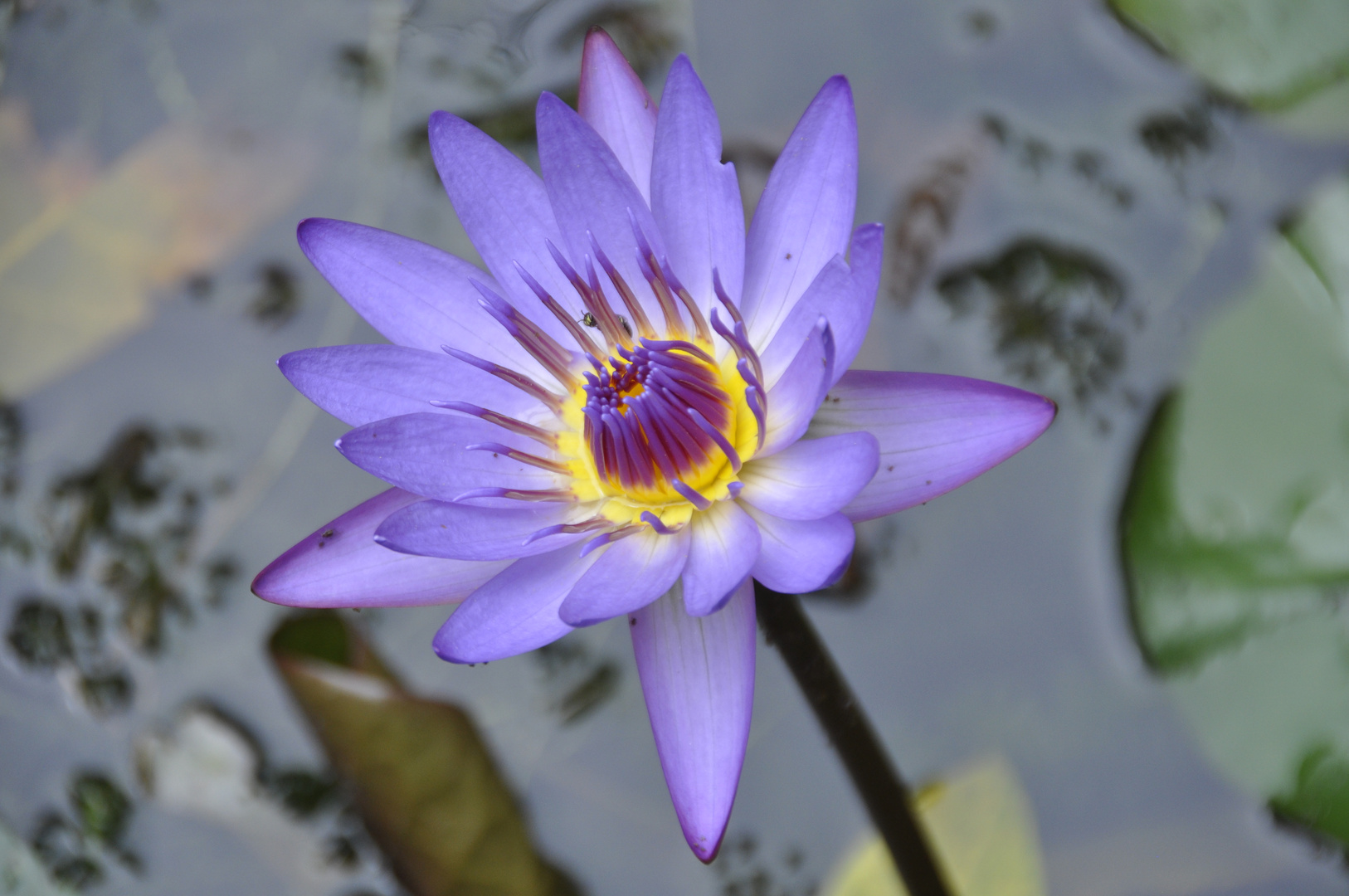 Schönheit der Natur! (Vietnam)