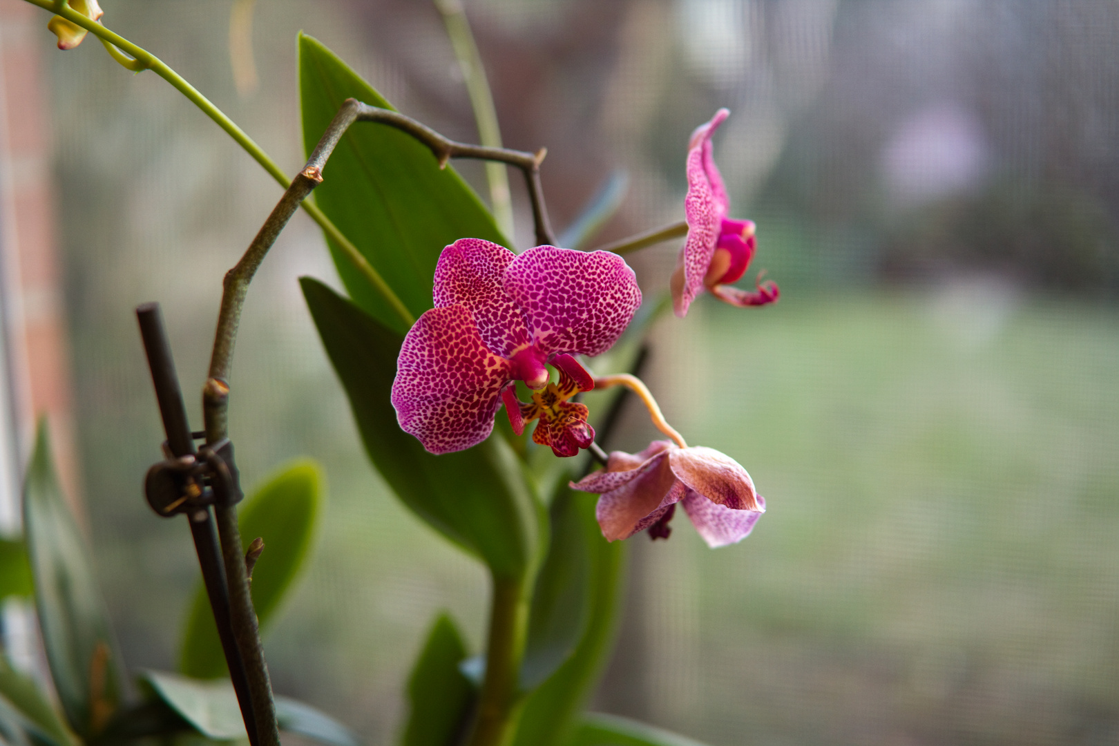 Schönheit der Orchidee