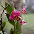 Schönheit der Orchidee