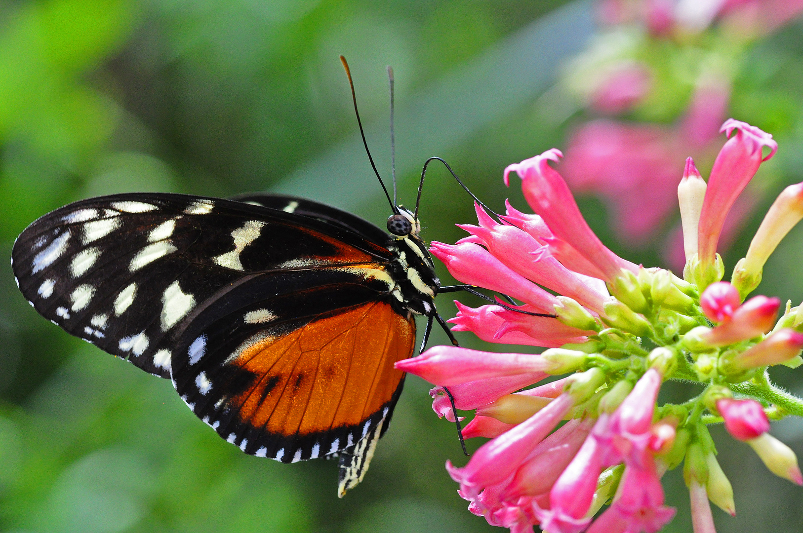 Fasanearten Bilder: Entdecke die Schönheit der Fasanenwelt!