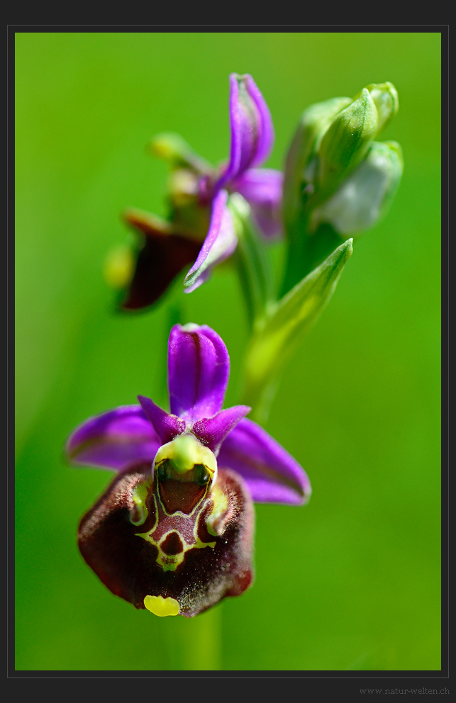 Schönheit der Wildblumenwiese