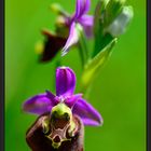 Schönheit der Wildblumenwiese