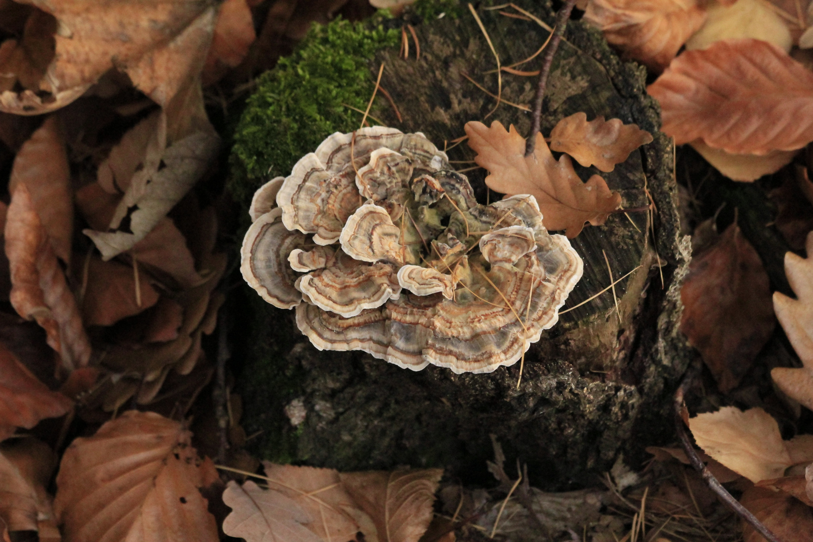 Schönheit des Herbstes