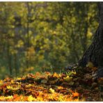 ... Schönheit des Herbstes ...