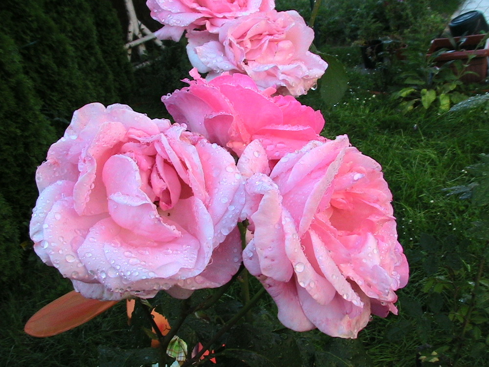 Schönheit des Vergangenen - Rosen welken nach Regen