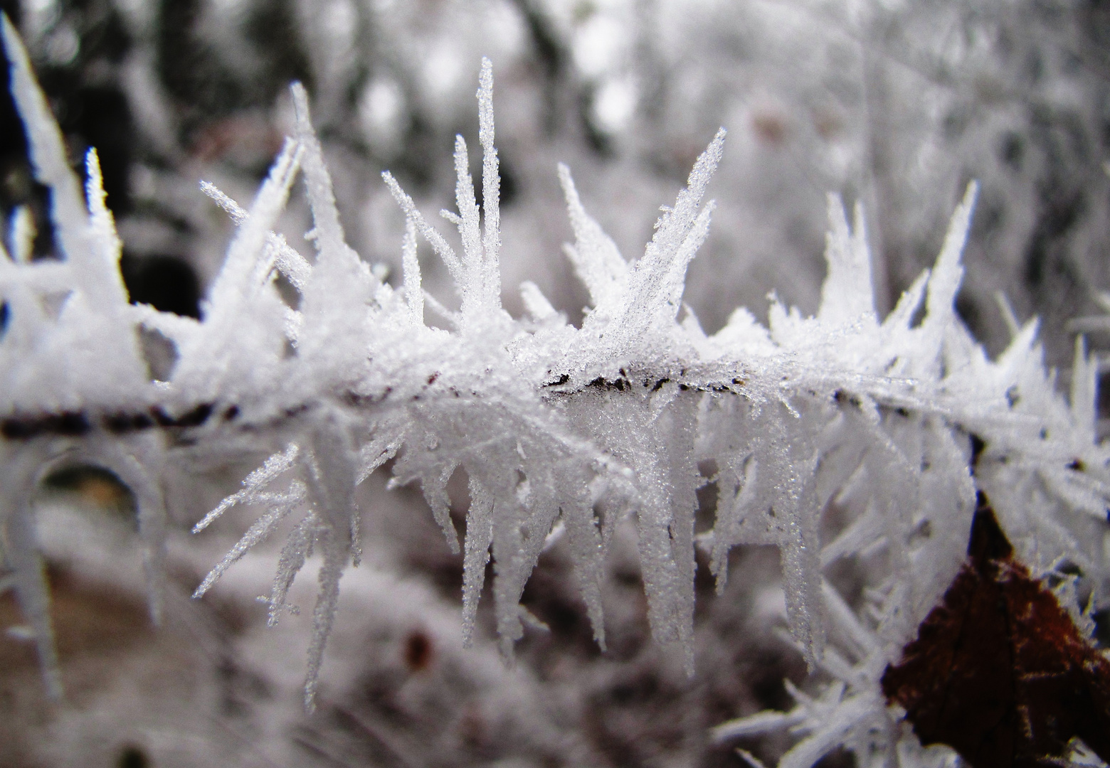 Schönheit des Winters