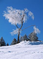 Schönheit des Winters