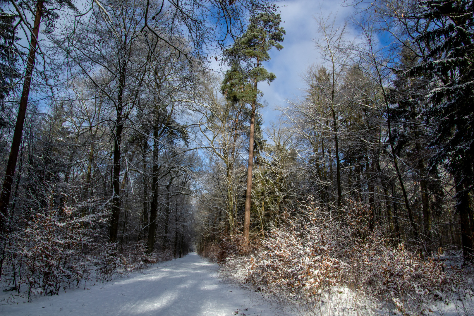 Schönheit des Winters