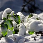 Schönheit des Winters