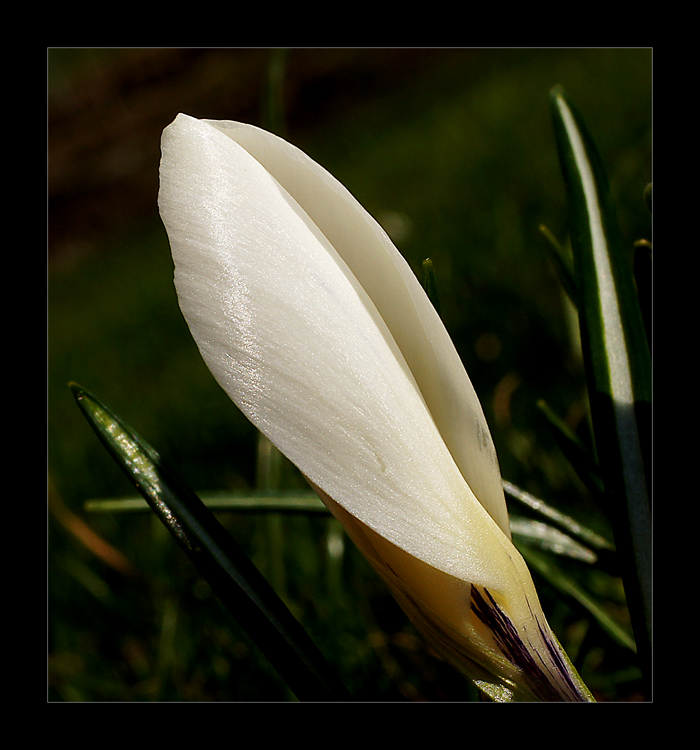 Schönheit die von innen kommt Foto & Bild pflanzen, pilze & flechten, blüten & kleinpflanzen