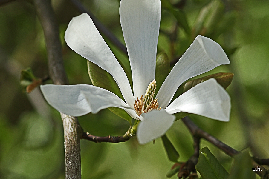 "Schönheit"