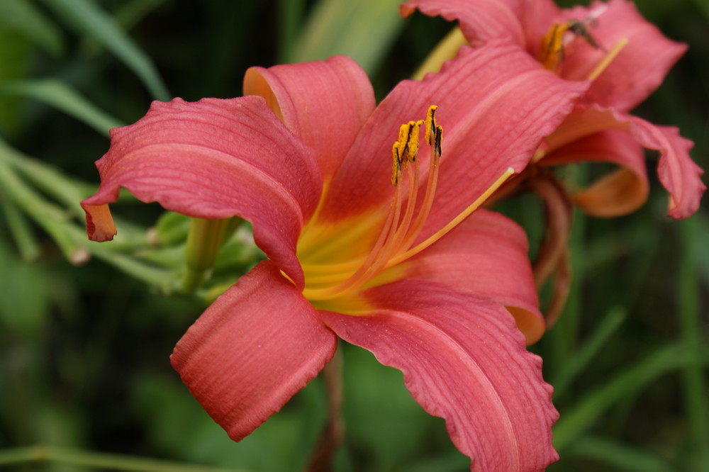 Schönheit einer Blüte