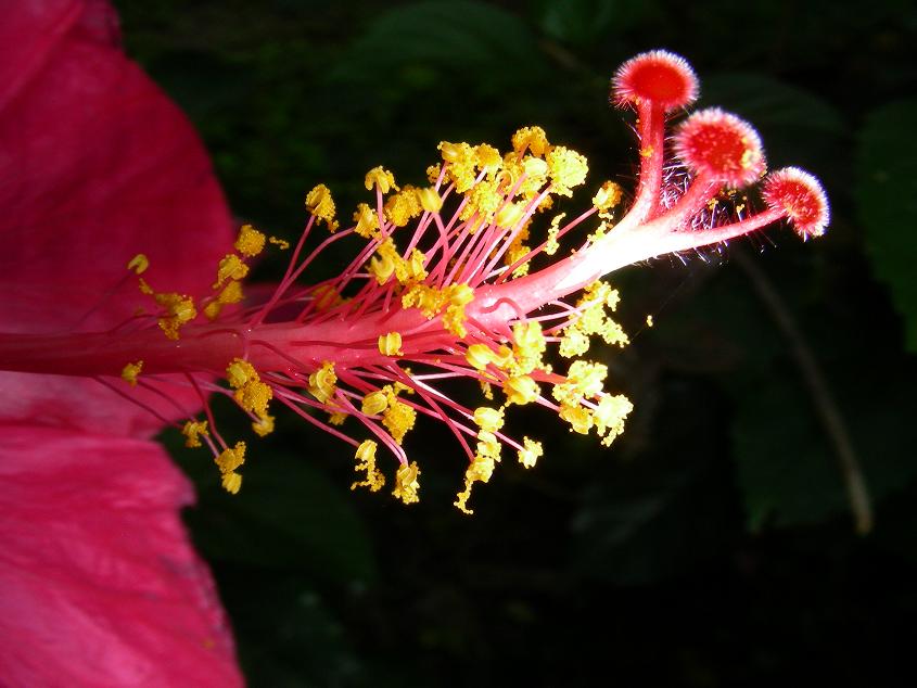 Schönheit einer Blüte