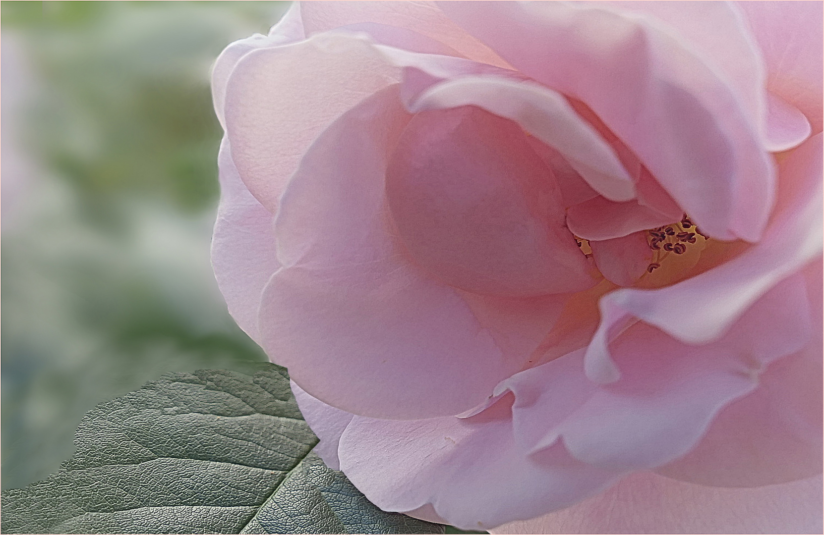 Schönheit  einer Rose