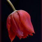 Schönheit  einer roten Tulpe 