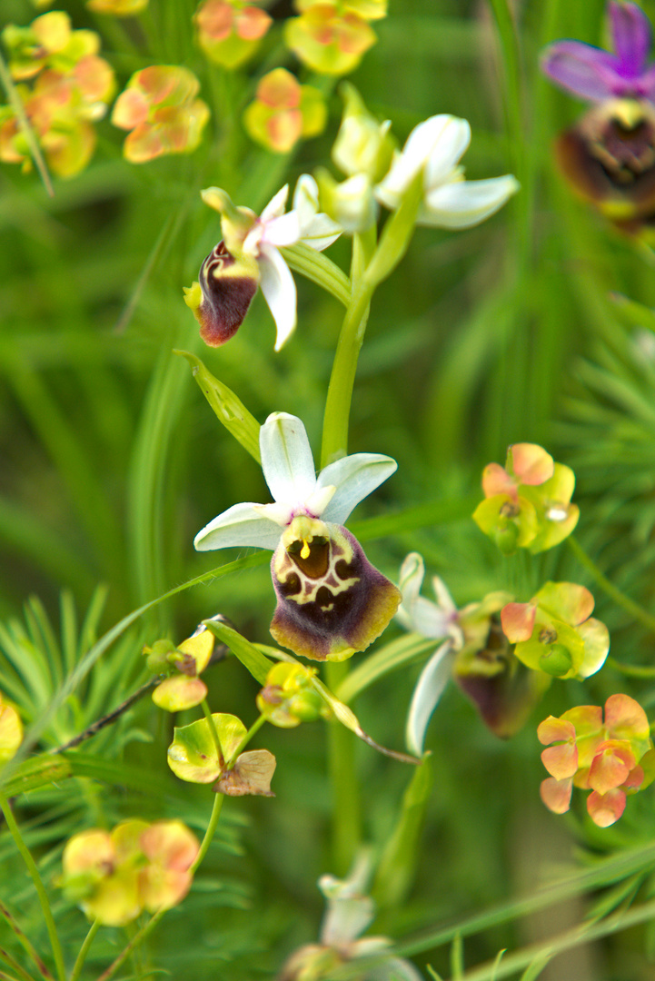 Schönheit - einzigartig: Hummel-Ragwurz (Ophrys holoserica)