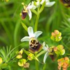 Schönheit - einzigartig: Hummel-Ragwurz (Ophrys holoserica)