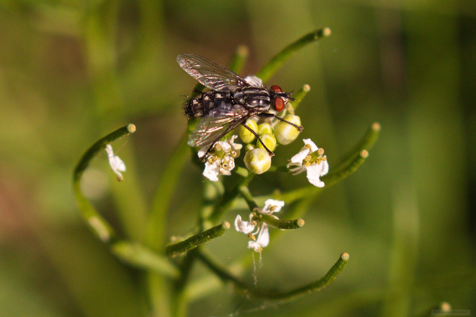 Schönheit ener Fliege