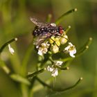 Schönheit ener Fliege