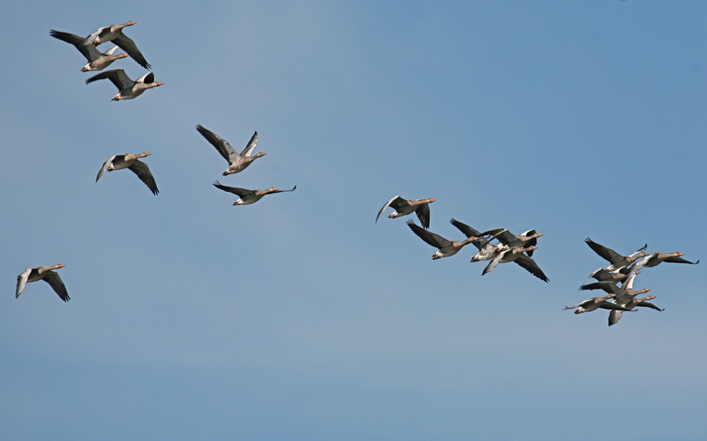 Schönheit fliegender Gänse