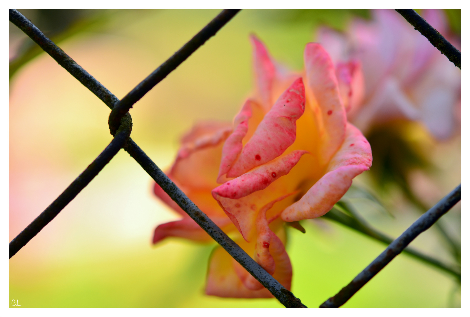 .Schönheit hinter Gittern.