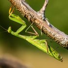 Schönheit im Abendlicht