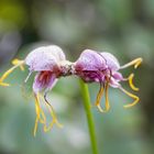 Schönheit im Berggarten