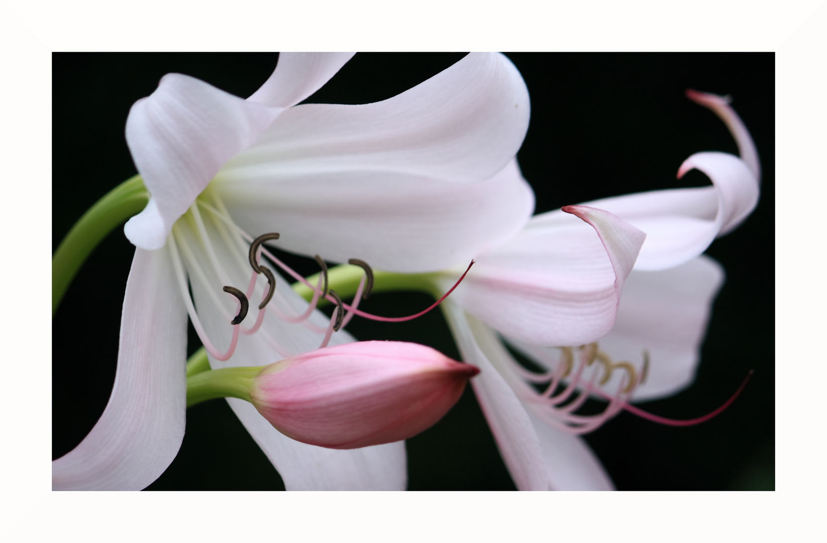 Schönheit im Botanischen Garten