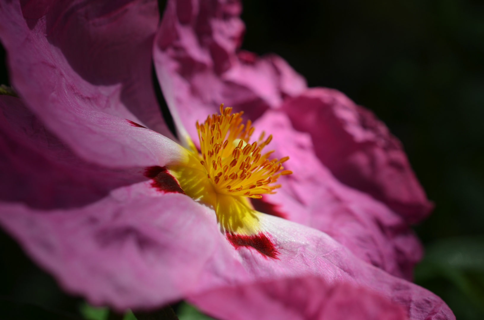 Schönheit im Botanischen Garten München