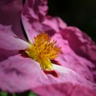 Schönheit im Botanischen Garten München