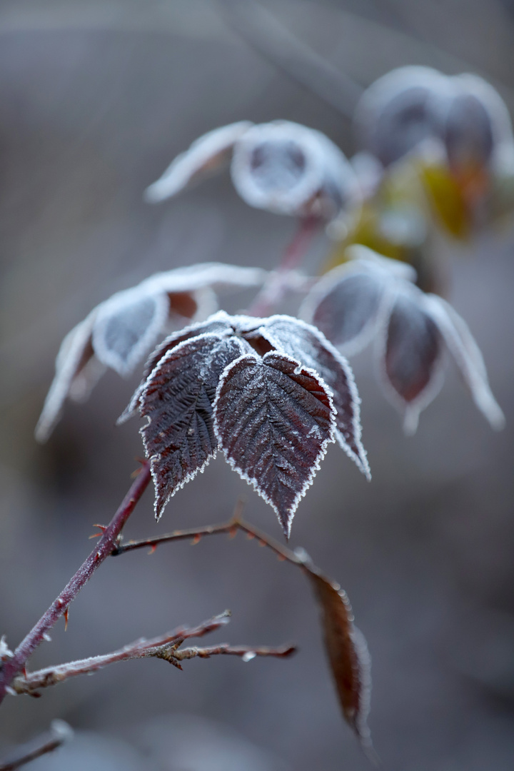 Schönheit im Frost