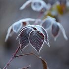 Schönheit im Frost