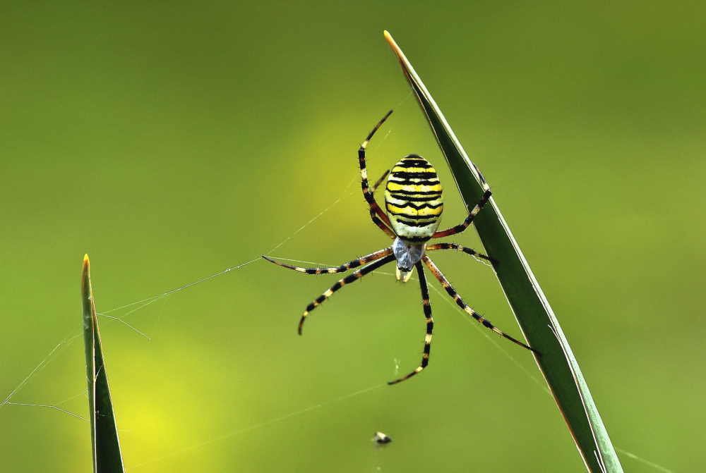 Schönheit im Garten