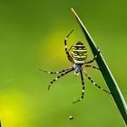 Schönheit im Garten