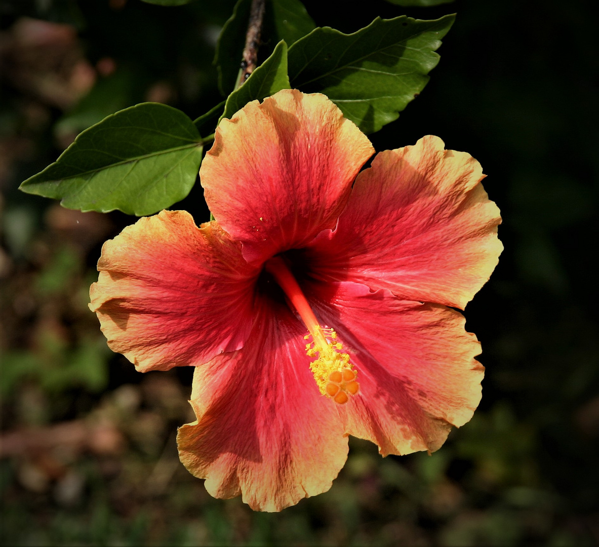 Schönheit im Garten