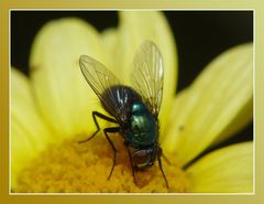 Schönheit im Garten